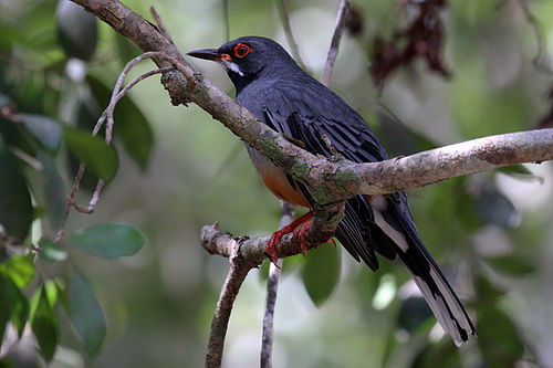 Red-legged thrush